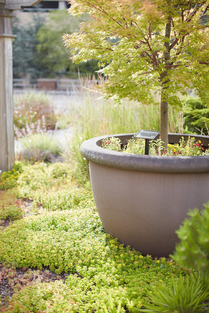 rooftop tree planter